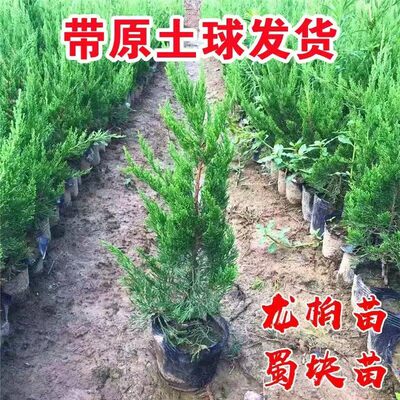 龙柏树苗塔柏小苗四季常青耐寒绿化工程苗蜀块塔松桧柏侧柏墓地松