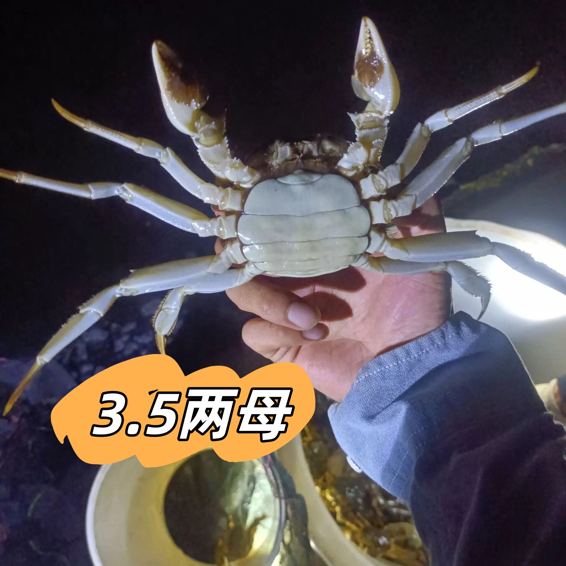 精品大闸蟹3.4-3.8两全母 大闸蟹活蟹去绳净重