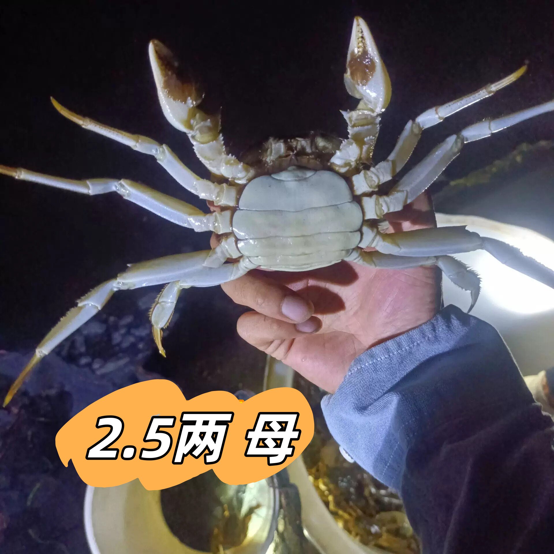 精品2.5两全母 大闸蟹活蟹 净重2.4-2.8两