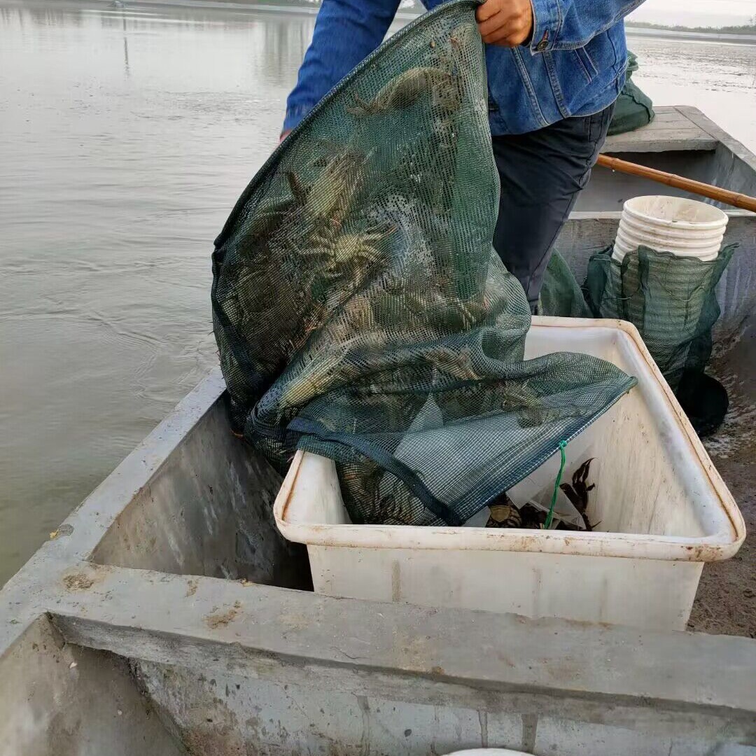 断脚蟹 大闸蟹鲜活螃蟹去绳净重  精品残蟹  公蟹母蟹可自选