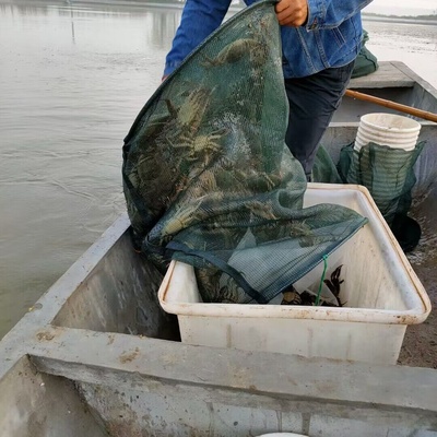 断脚蟹 大闸蟹鲜活螃蟹去绳净重  精品残蟹  公蟹母蟹可自选