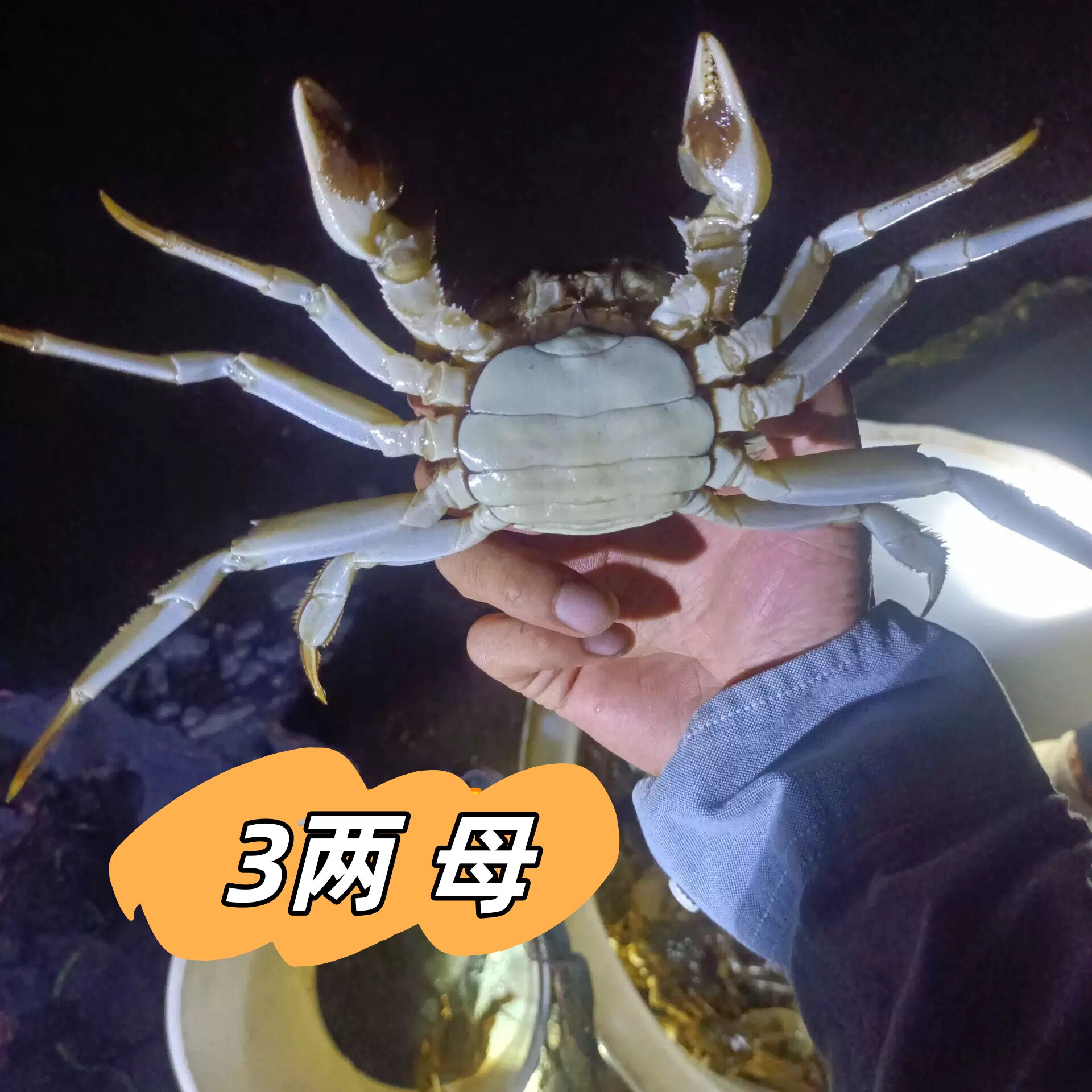 精品3两母蟹 大闸蟹活蟹 2.9-3.3两 去绳净重