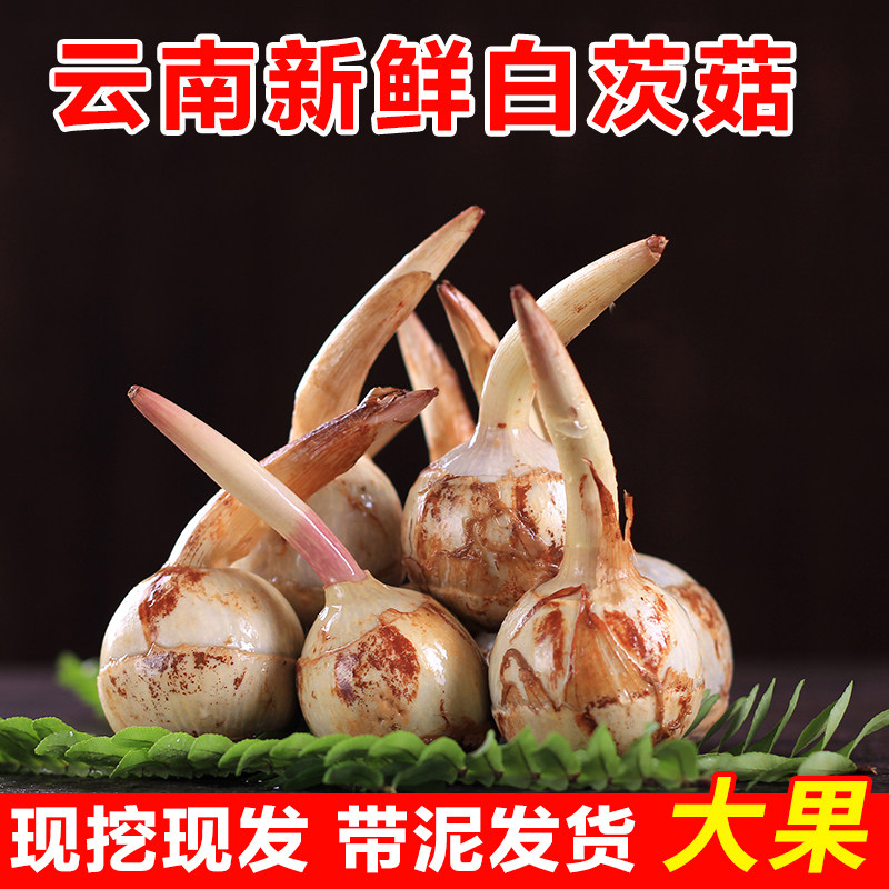 云南新鲜白慈姑茨菰茨菇白马蹄鲜慈姑粉糯荸荠新鲜蔬菜现挖9斤