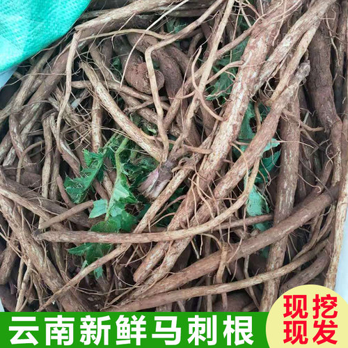 云南新鲜马刺根现挖大蓟根野生马刺草恶鸡婆食用野菜新鲜蔬菜