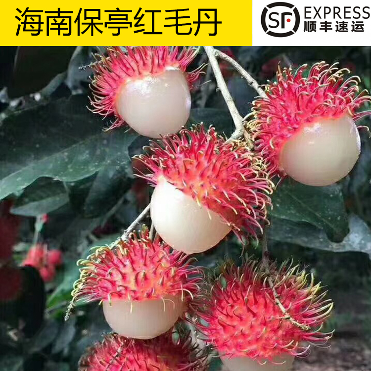 海南保亭红毛丹七号红毛丹毛荔枝5斤新鲜水果海红毛丹顺丰包邮