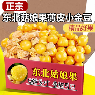 【小金豆】东北姑娘果薄皮新鲜现摘灯笼果当季姑娘果孕妇吃甜整箱