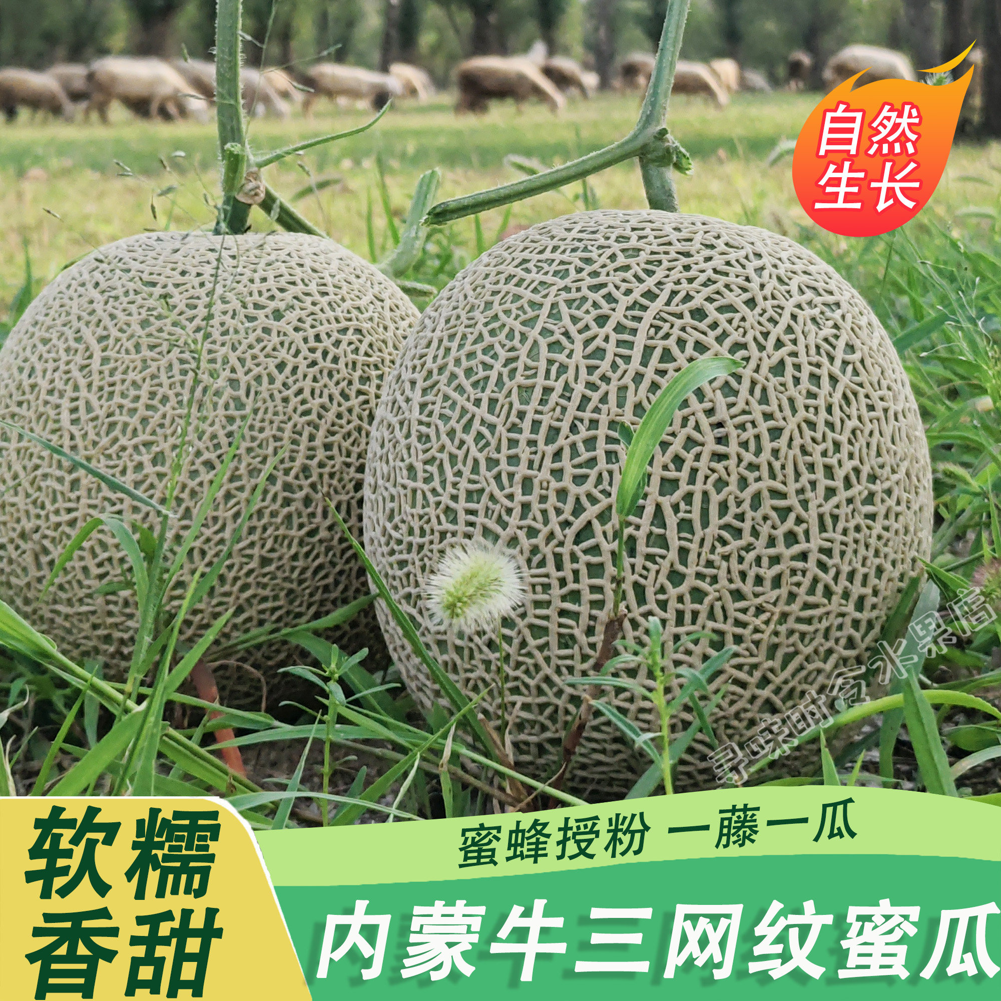 内蒙古牛三网纹蜜瓜软糯香甜软香玉静冈蜜瓜玫珑网纹瓜新鲜现摘