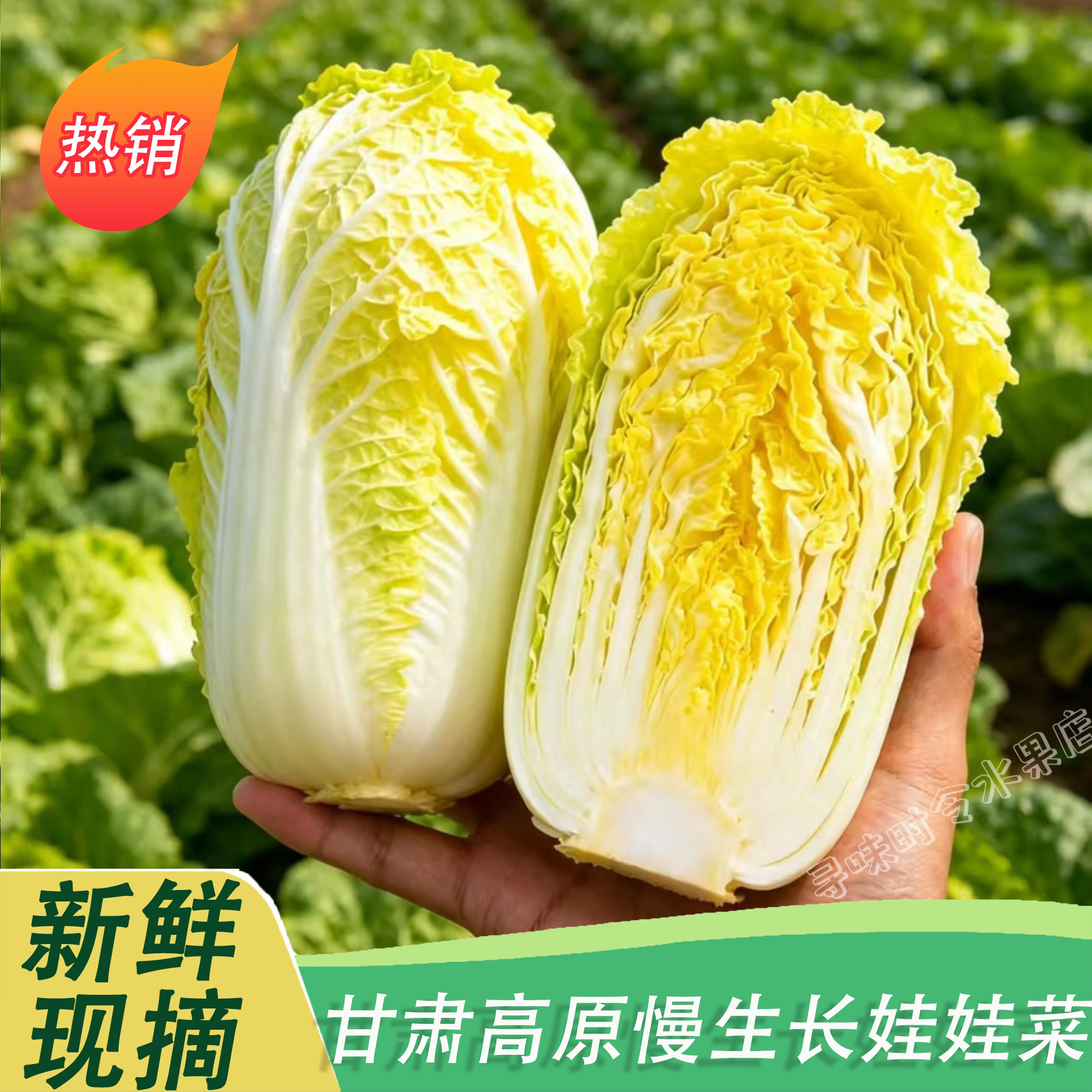 甘肃高原娃娃菜新鲜现摘脆甜多汁当季时令蔬菜霜打白菜