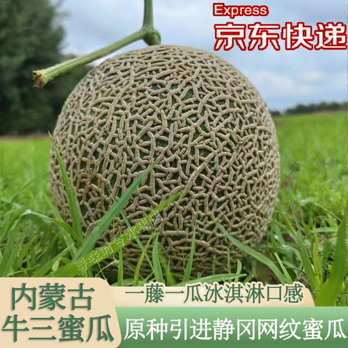 内蒙古牛三网纹蜜瓜正宗冰激凌瓜