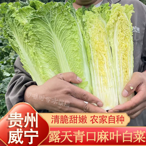 贵州露天青口麻叶白菜农家自种