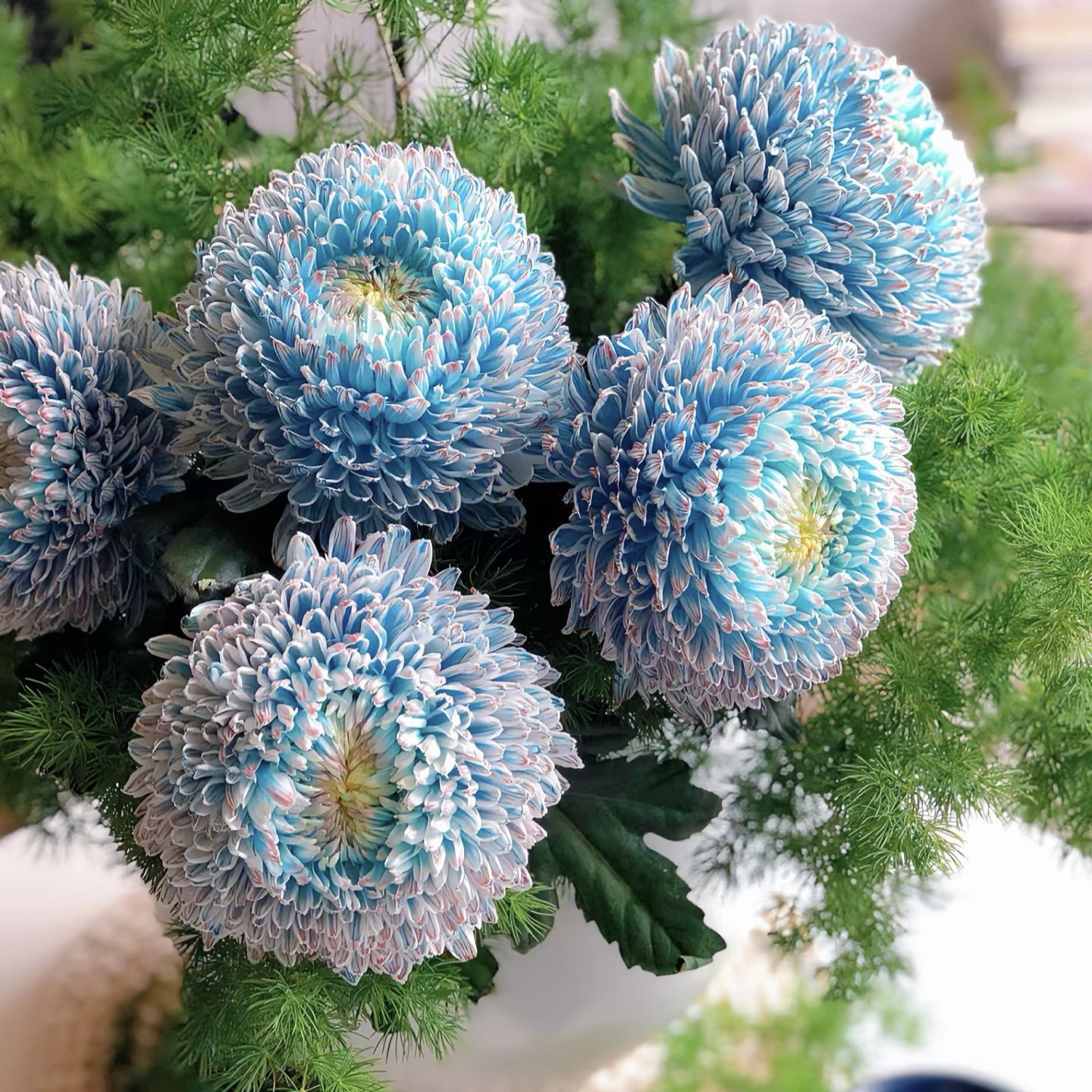 青花瓷牡丹菊 江南烟雨高级配色云南鲜花基地直发丰岛牡丹菊,鲜花速递/花卉仿真/绿植园艺,花材,淘宝优惠券,粉丝福利购,淘宝优惠卷