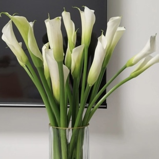 白色马蹄莲优雅高级云南基地直发家用办公室日常插花水养鲜切花