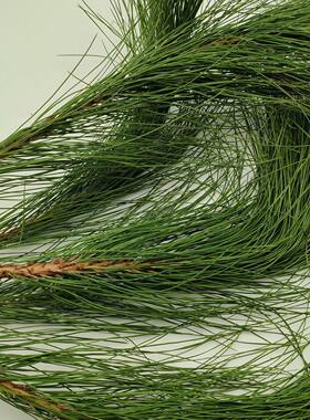 真松枝永生花松针天然松树叶子diy永生花礼盒圣诞节礼物材料配叶