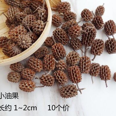 小松果马毛树马尾松天然木麻黄果实干果工艺摆件道具拍照造景材料