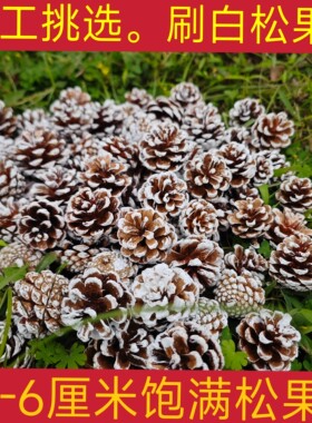 【刷白松果】圣诞节装饰干花果实松子花圣诞树花环布置雪花白松果