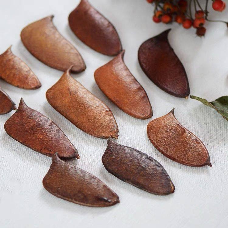 天然植物果实豆荚干花干果实组合摆设拍摄道具背景手工diy幼儿园,家居饰品,干花/花瓣/干花包/干树枝,淘宝优惠券,粉丝福利购,淘宝优惠卷