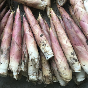 新鲜现挖野生临安小雷笋冬笋油焖笋小竹笋鞭笋春笋黄泥笋