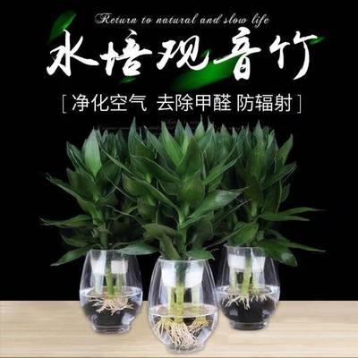 富贵竹观音竹水培植物盆栽发财