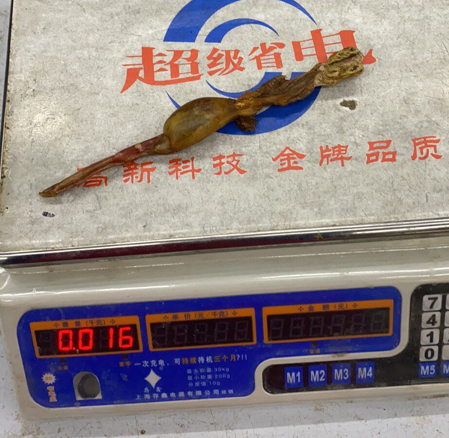 黄狗鞭肾带睾丸整根干货煲汤泡酒