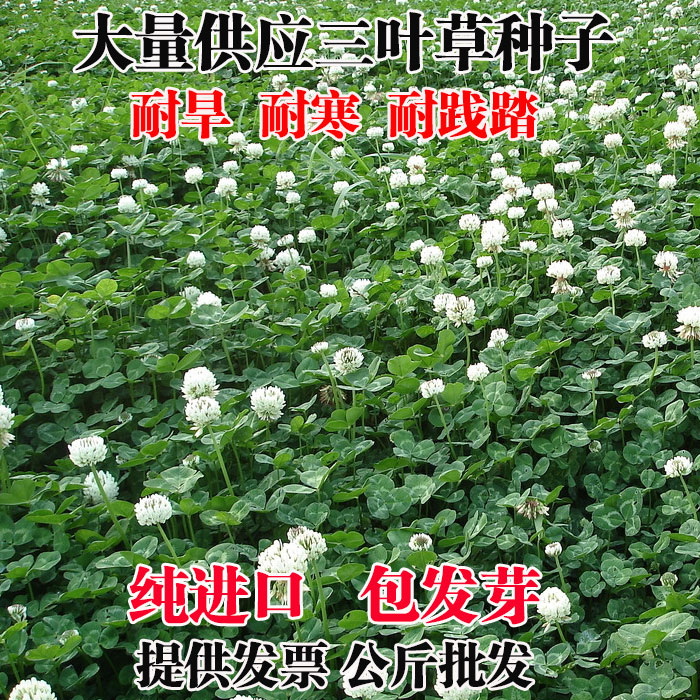 白三叶草种子红三叶草种子净籽四季青草坪种牧草绿化果园绿肥种籽