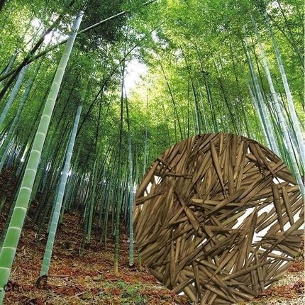 天壑不开花大型毛竹种子