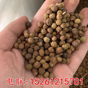 法桐种子 青桐种子 油桐大果 水桐梧桐树 籽 泡桐树种子绿化苗木