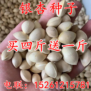 新采银杏种子  可食用 白果 银杏树种子 特级银杏 绿化占地用种