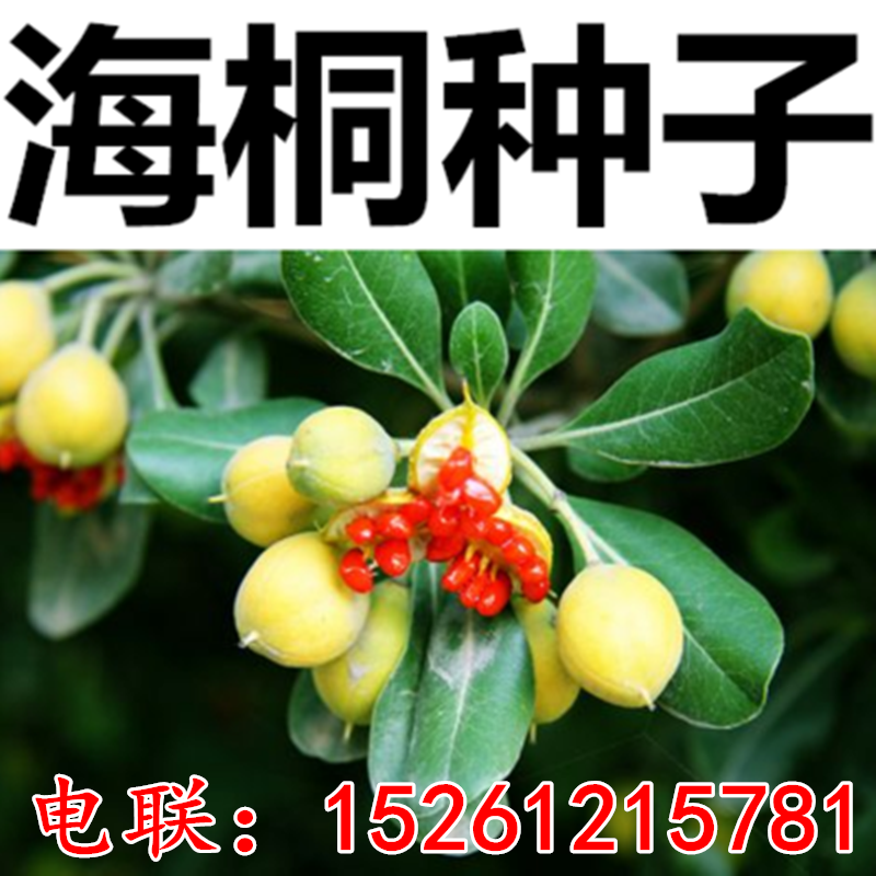 优质林木种子 花卉种子 海桐种子 苗木种子海桐球种子净种子包邮