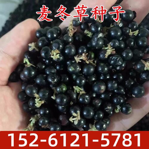 麦冬草种子秋冬播种新采种子