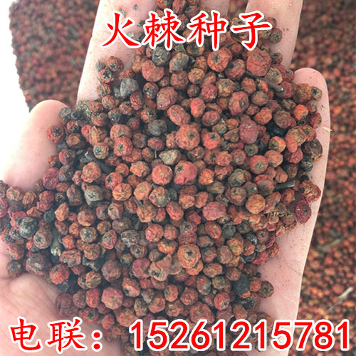 种子火棘围墙铁篱笆