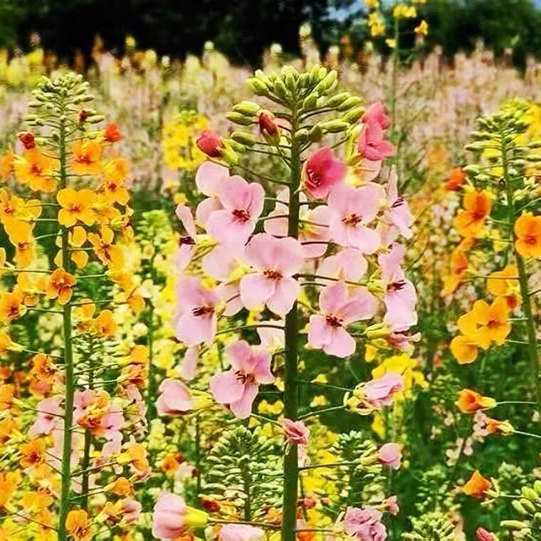 天壑春季夏彩色油菜花种