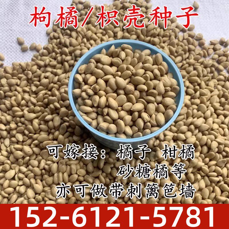 新采枸橘 枳壳种子枸桔籽香橙 红橘种子嫁接砧木树种子围墙篱笆籽