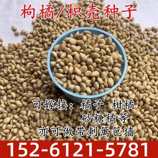 新采枸橘 枳壳种子枸桔籽香橙 红橘种子嫁接砧木树种子围墙篱笆籽