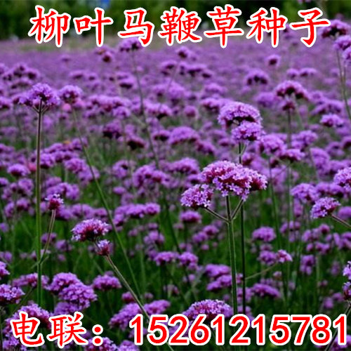 柳叶马鞭草种子四季种多年生花卉种子庭院景观园林花海种子包邮