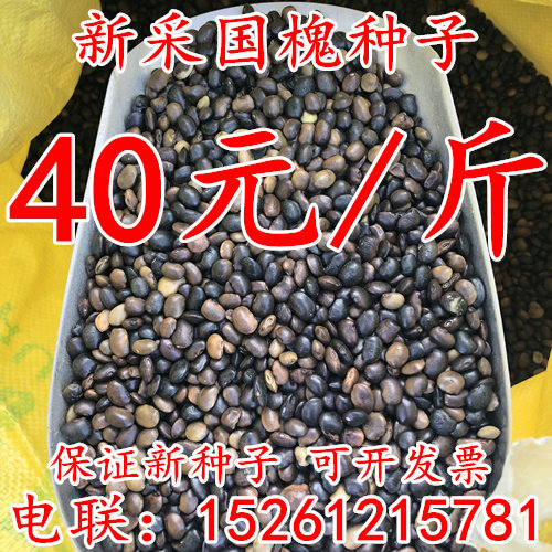 新采国槐种子园林绿化国槐 速生国槐种子国槐树种子林木种子包邮