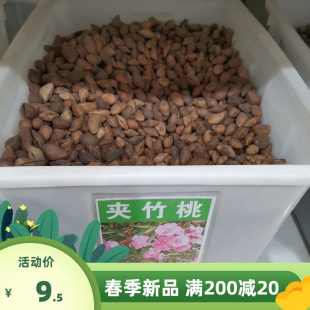 夹竹桃种子 林木种籽国产散装四季多年生工程绿化观叶种孑