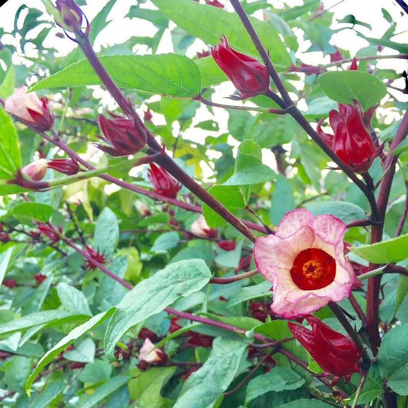洛神花种花苗洛神种落神花红桃k种子花籽四季种植种籽玫瑰茄苗籽