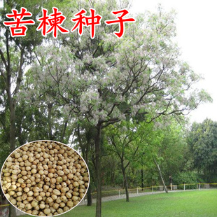 新采苦楝树种子楝树紫花树楝枣子翠树森树楝枣火棯树苦辣树行道树