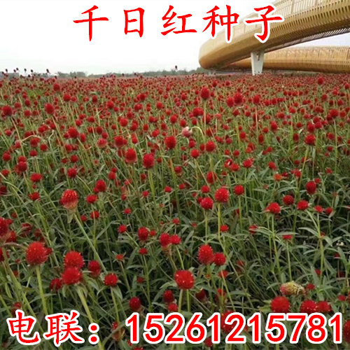 种子园林景观千日紫包邮