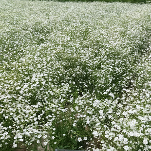 满天星花种子宿根花籽四季开花易活花籽庭院室内阳台盆栽种子花卉