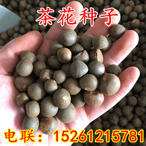 特价绿茶种子/茶种子/茶树种子/茶叶种子/茶树籽/绿茶籽/包发芽