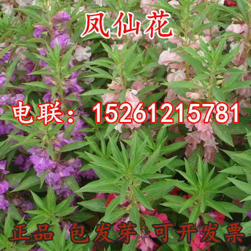 散装四季凤仙花种子包邮