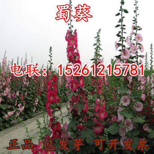 多年生一丈红庭院宿根花卉包邮