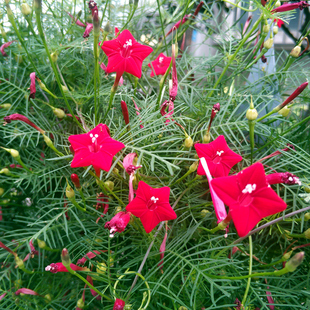 羽叶茑萝种子四季种易活花种子爬藤花种籽子阳台盆栽庭院室外花籽