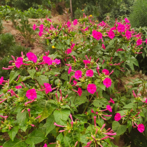 紫茉莉花种籽包发芽包开花
