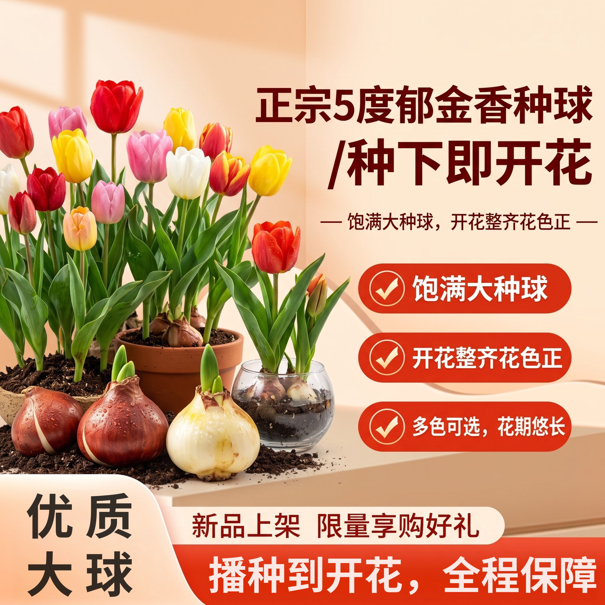重瓣郁金香种球秋冬种植优质5度大球阳台庭院盆栽耐寒好养易开花
