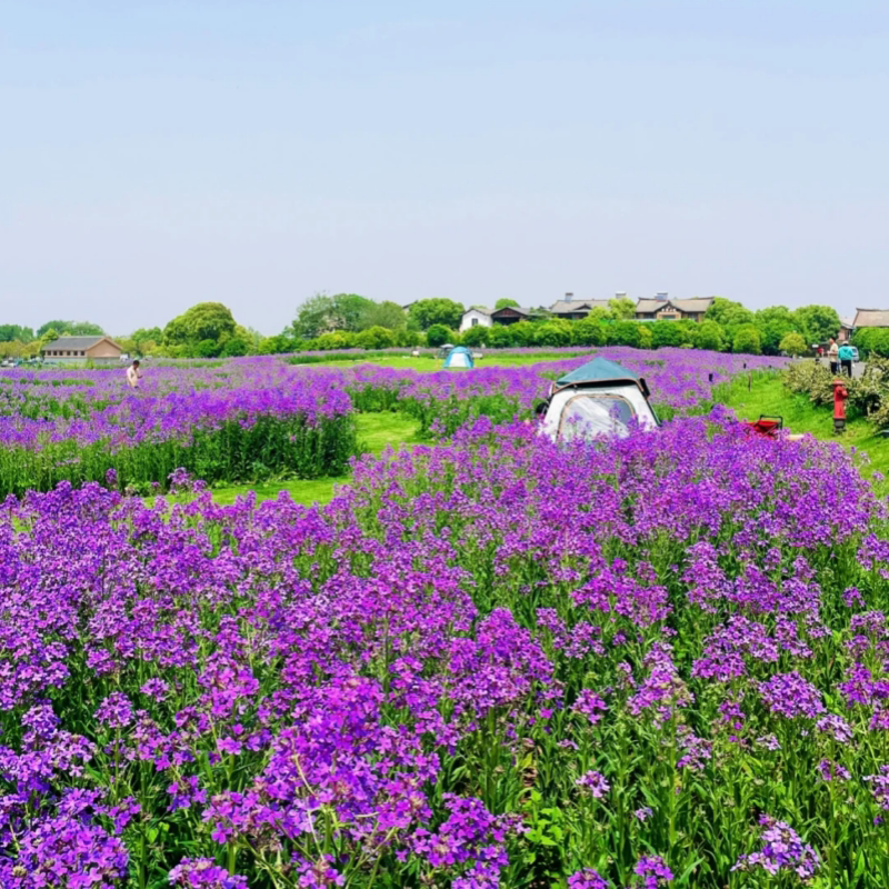 蓝香芥种子花种子四季易活景观花海花卉欧亚香花芥花籽庭院四季易