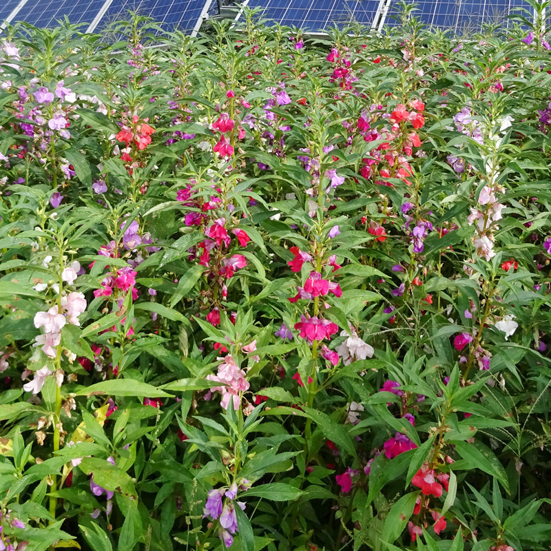 凤仙花种子新采指甲花种子混色防蛇花种籽子庭院室外阳台盆栽包邮