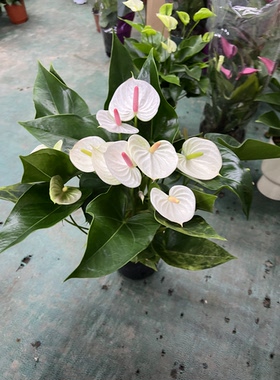 白熊白掌室内开花绿植可水培花卉原盆原土