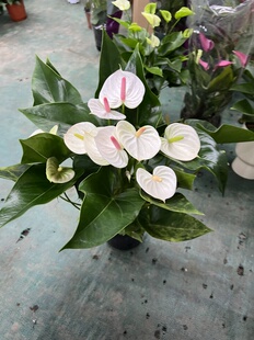 白熊白掌室内开花绿植可水培花卉原盆原土